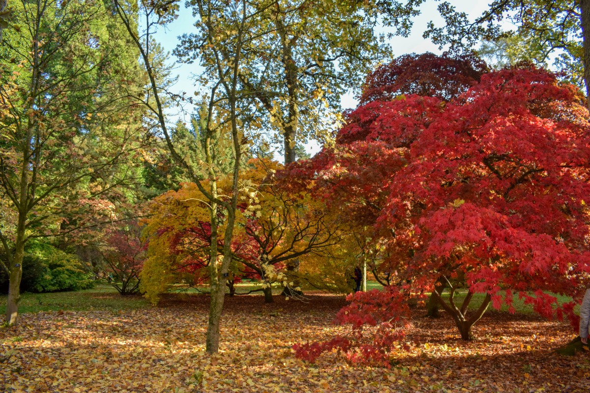 Autumn at Westonbirt Arboretum | Part-Time Passport